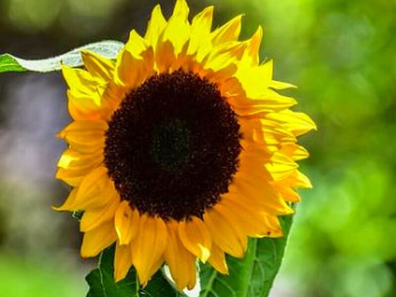 Girasol Astronauta Perú