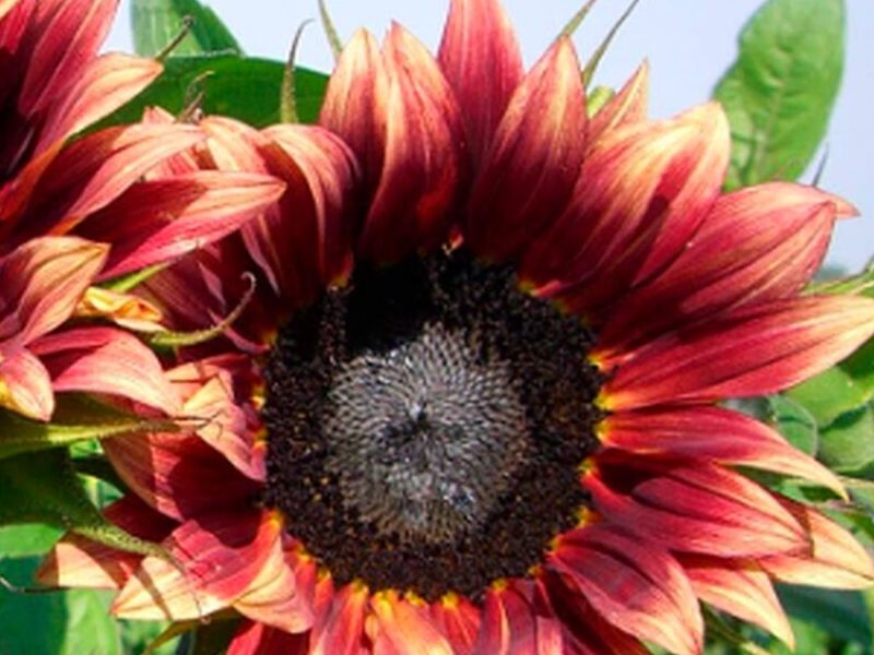 Girasol Multicolor Peru