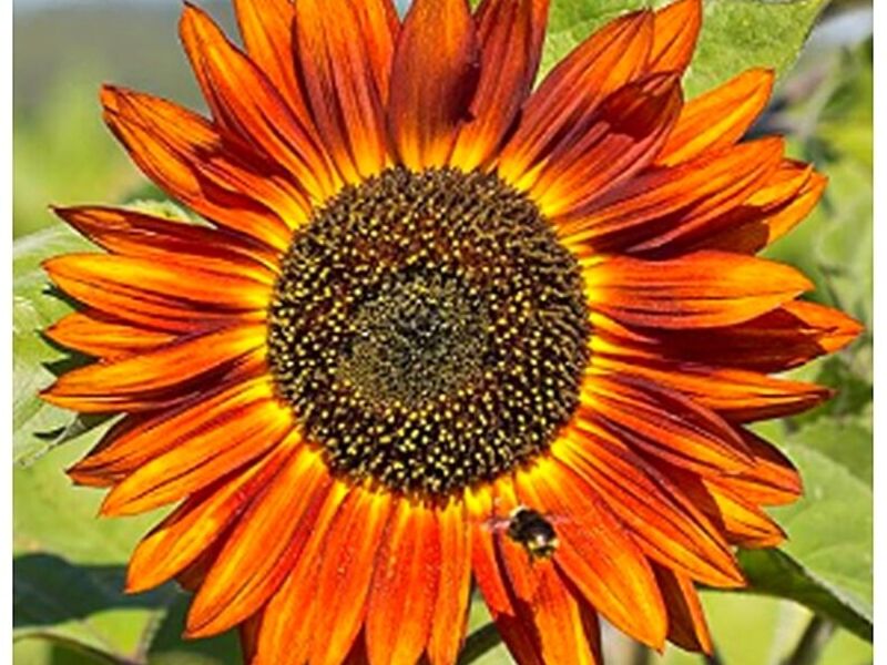 Girasol Terciopelo Peru