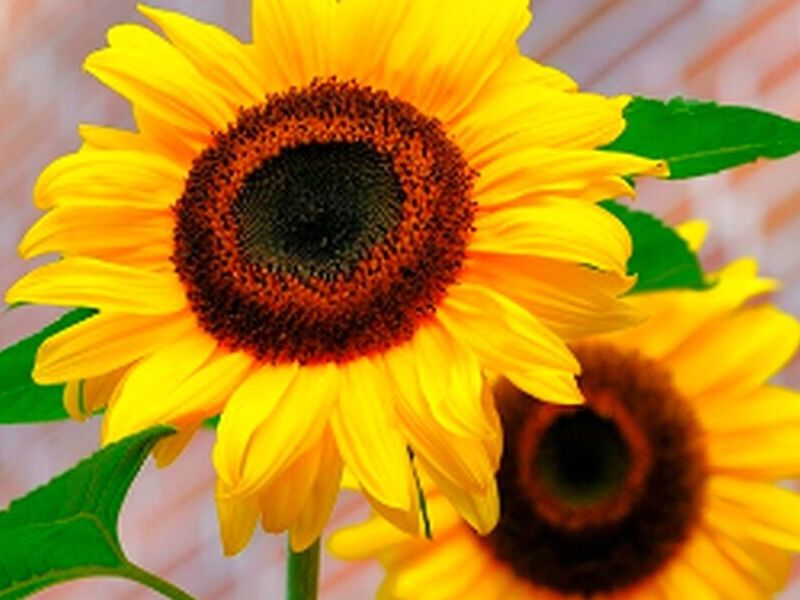 Girasol Ruso Gigante Peru