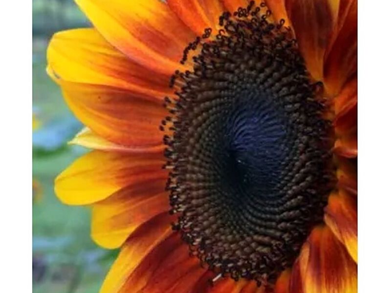 Girasol Music Box Peru
