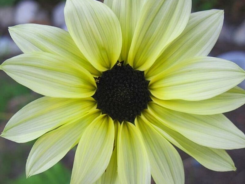  Girasol Vanilla Ice Peru