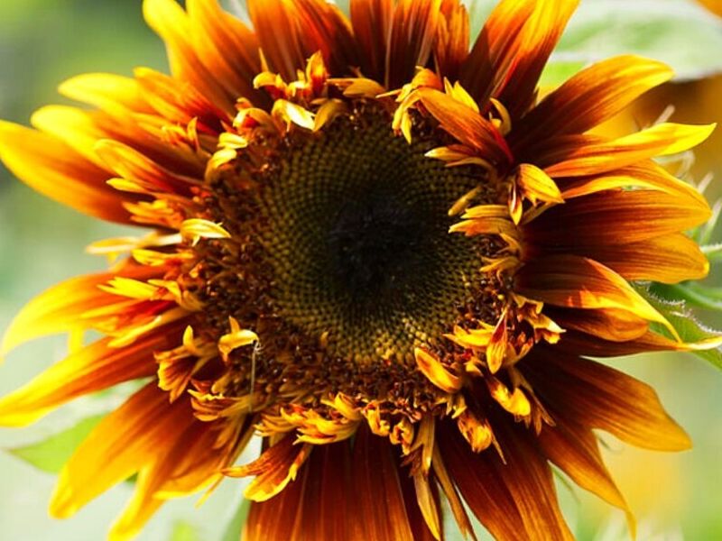 Girasol Joker Peru