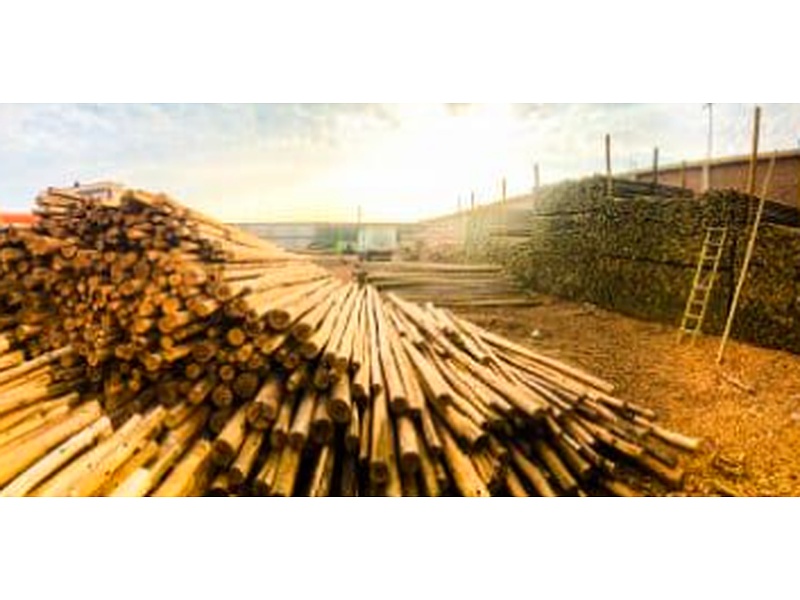 Madera Pino Perú