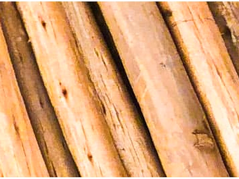 Madera Eucalipto Perú