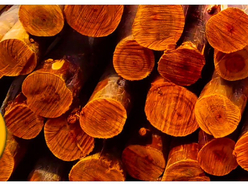Madera Perú