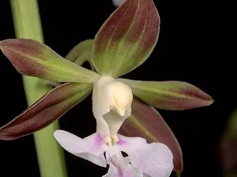 Orquidea Calanthe Peru