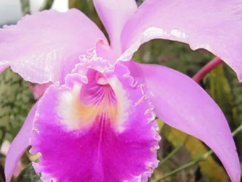 Orquídeas Cattleya Perú