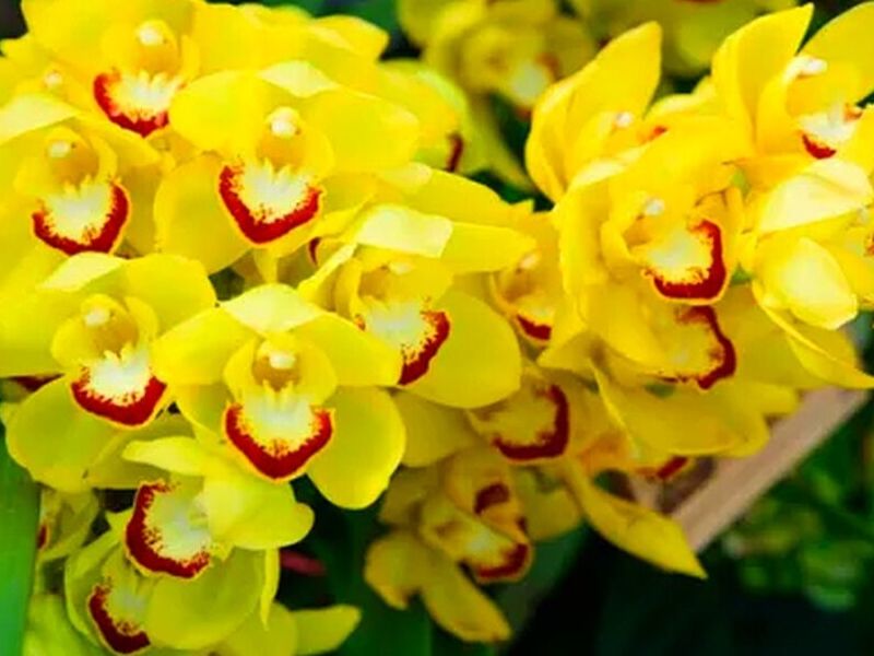 Orquidea Cymbidium Peru
