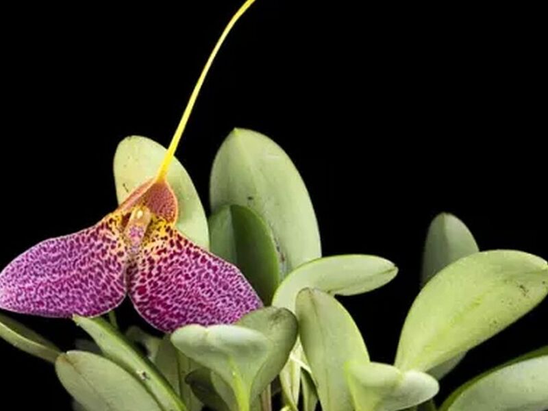 Orquídeas Masdellia Perú