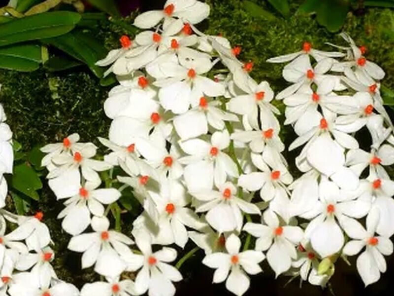 Orquídeas Aerangis Perú