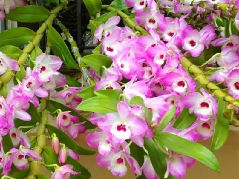 Orquídeas Dendrobium Perú