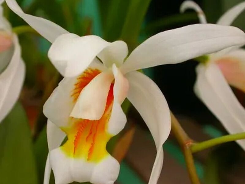 Orquidea Coelogyne Peru