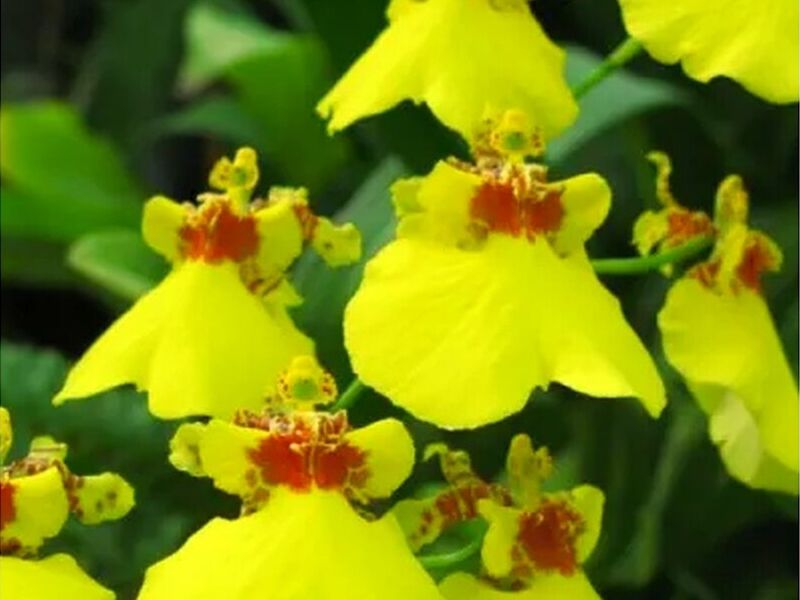 Orquídeas Oncidium Perú