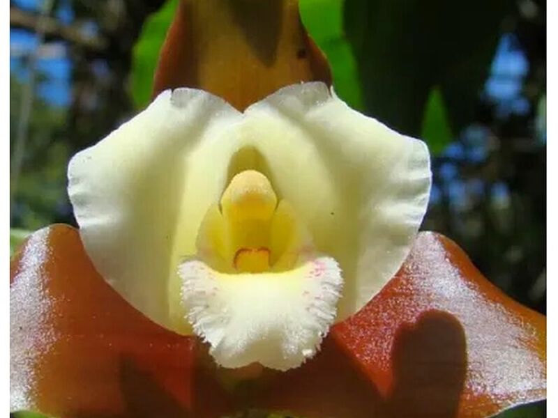 Orquídeas Lycaste Perú