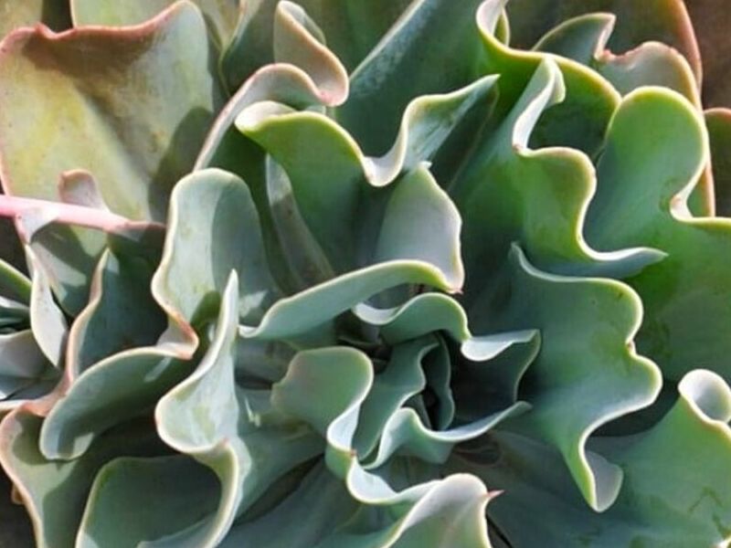 Plantas Echeveria Gibbiflora Perú