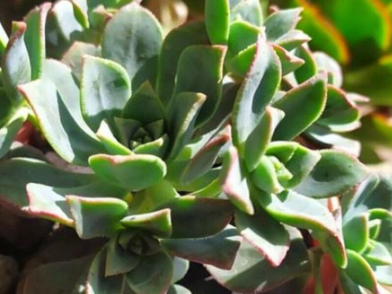 Plantas Aeonium kiwi Perú