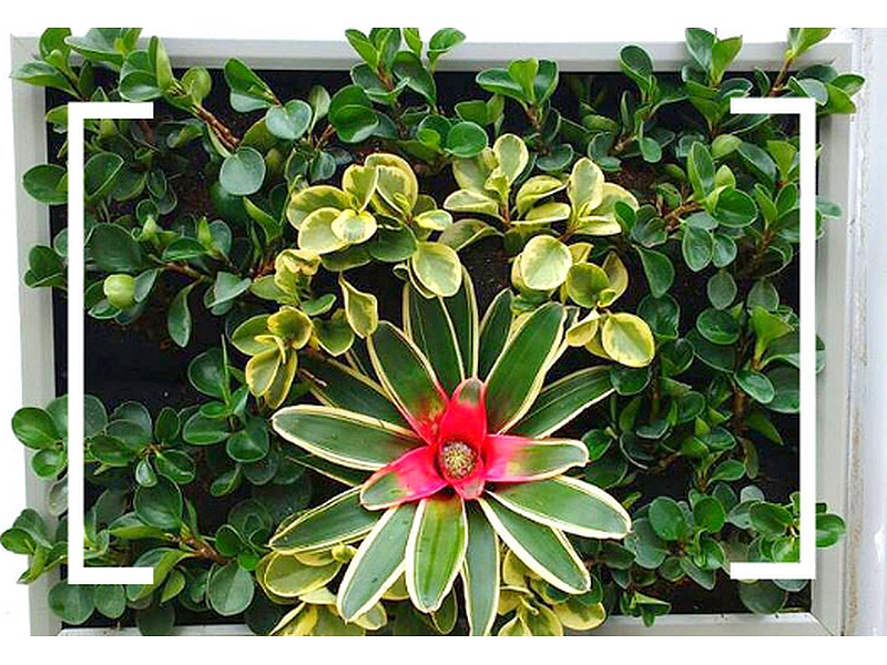 Cuadros de Plantas Peru