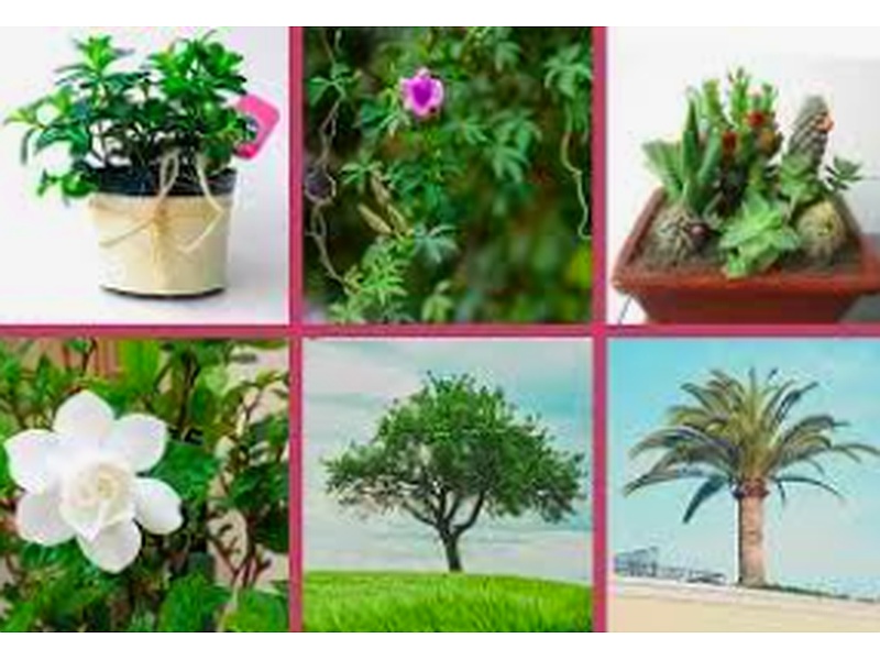 PLANTAS ORNAMENTALES PERU
