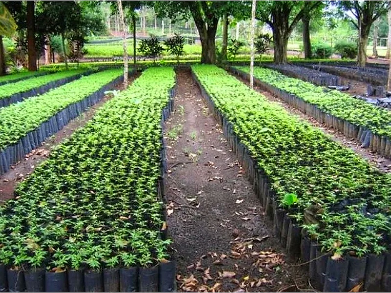 Plantas Jardín Machu Perú