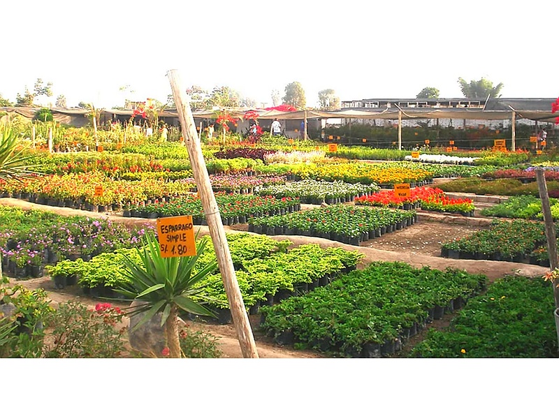 Plantas Jardín Inkari Perú