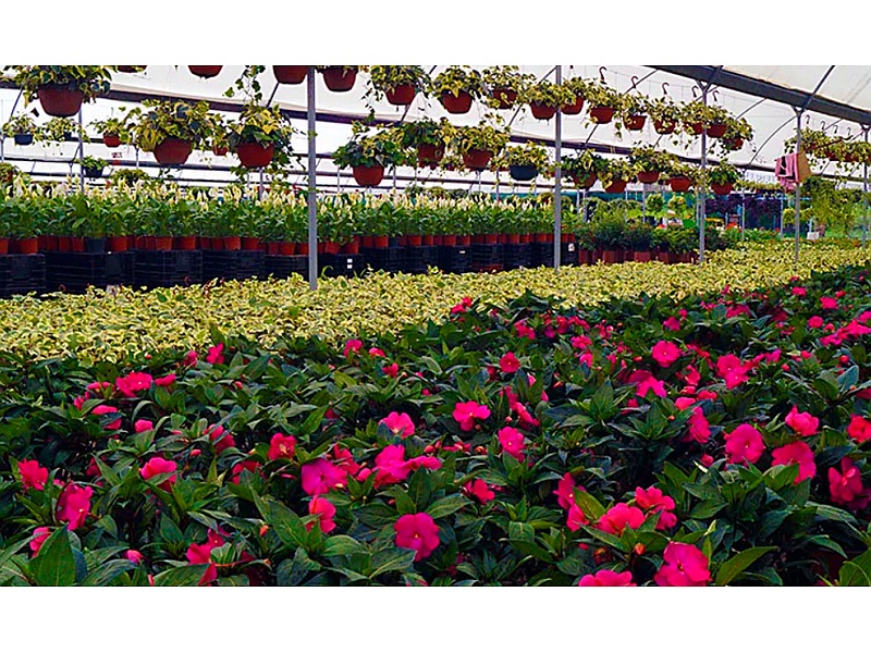 Plantas Jardín Puno Perú