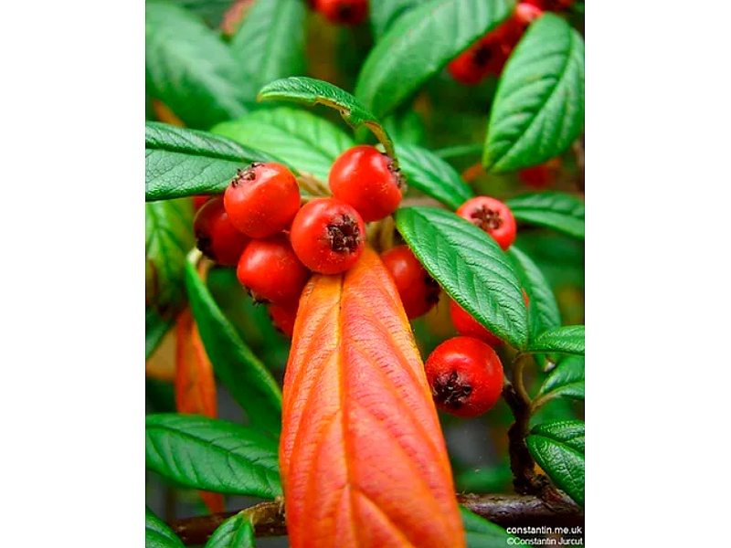 Plantas Jardín Tambopata Perú