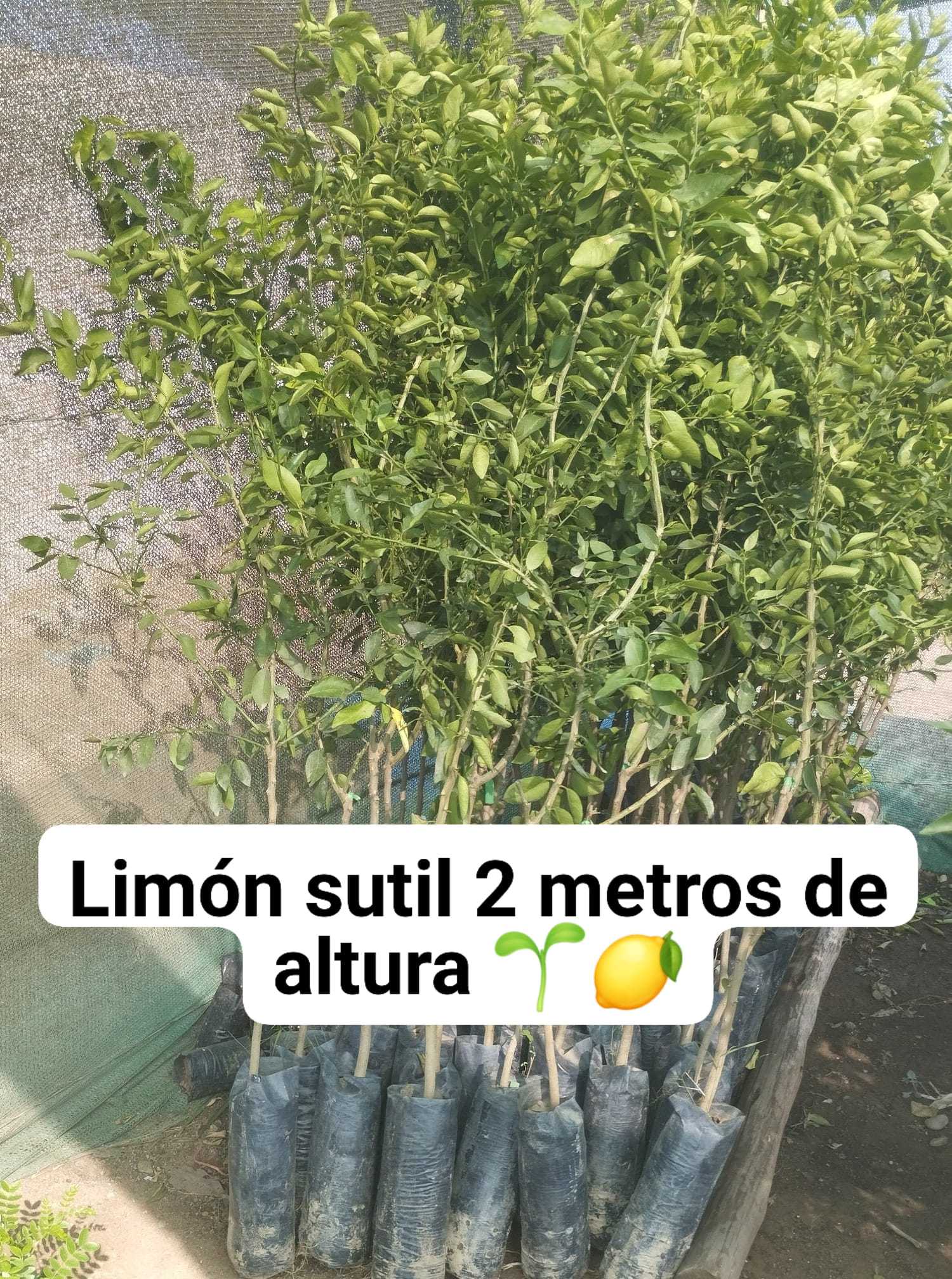 Plantas Jardín Huacachina Perú