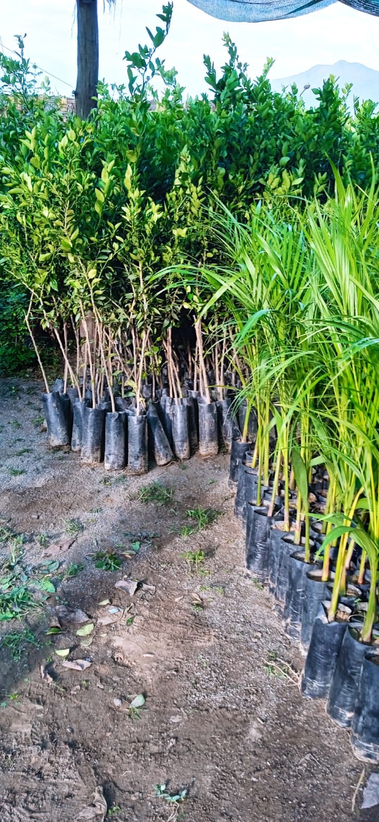 Plantas Jardín Andahuaylas Perú