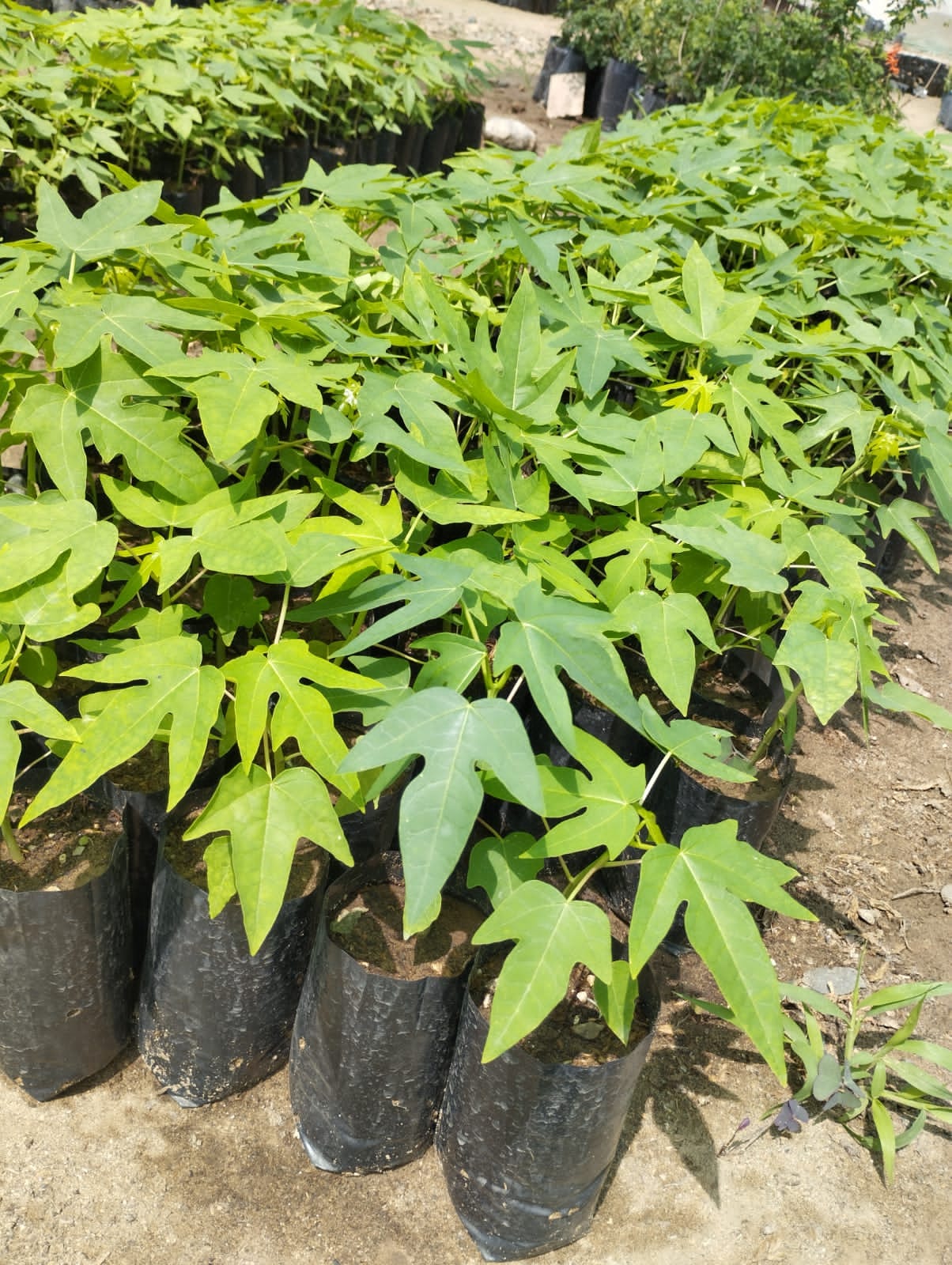 Plantas Jardín Máncora Perú