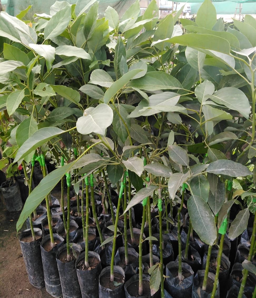 Plantas Jardín Cajamarca Perú