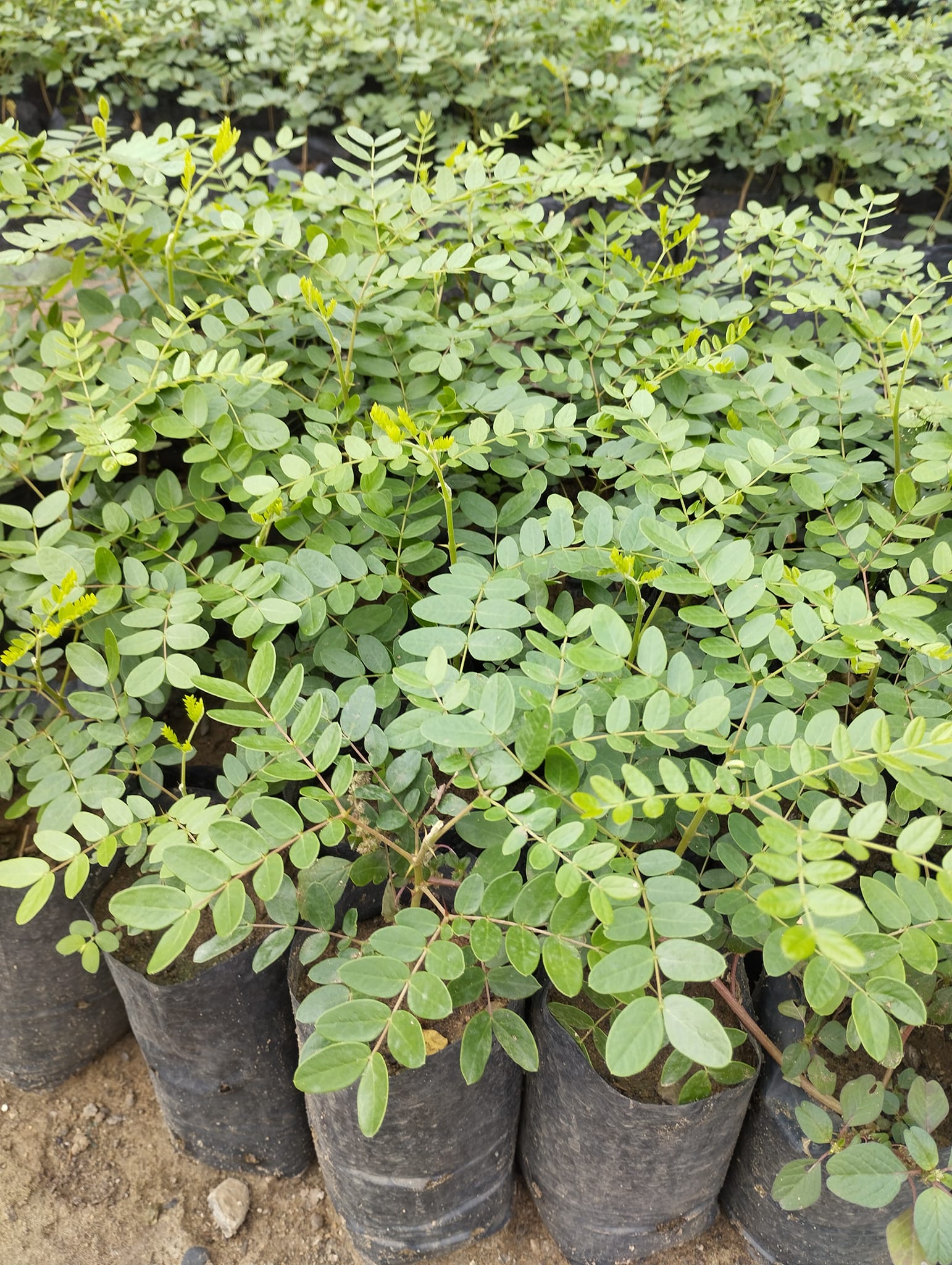 Plantas Jardín Sipán Perú