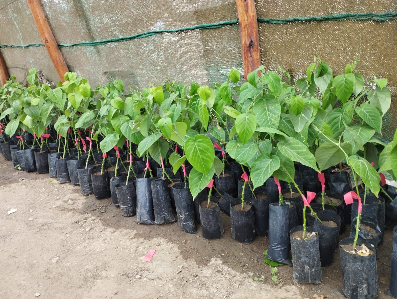 Plantas Jardín Ucayali Perú