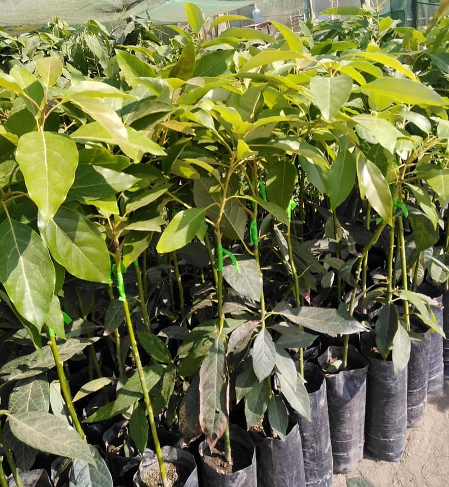 Plantas Jardín Iquitos Perú