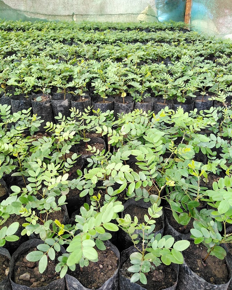 Plantas Jardín Caral Perú