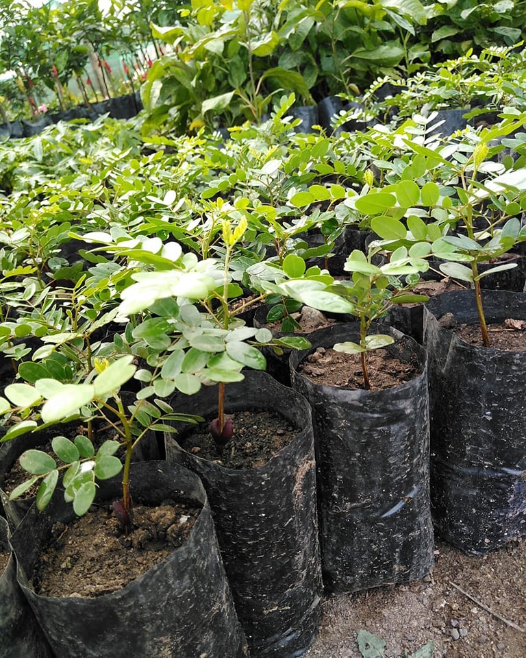 Plantas Jardín Oxapampa Perú