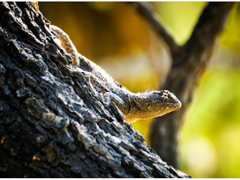 Monitoreo biológico herpetofauna PERÚ