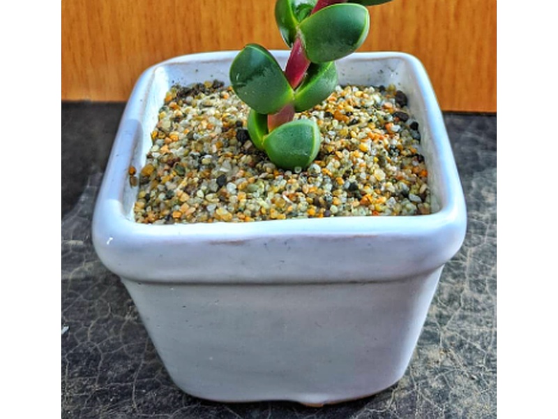 Macetas Blanca Perú