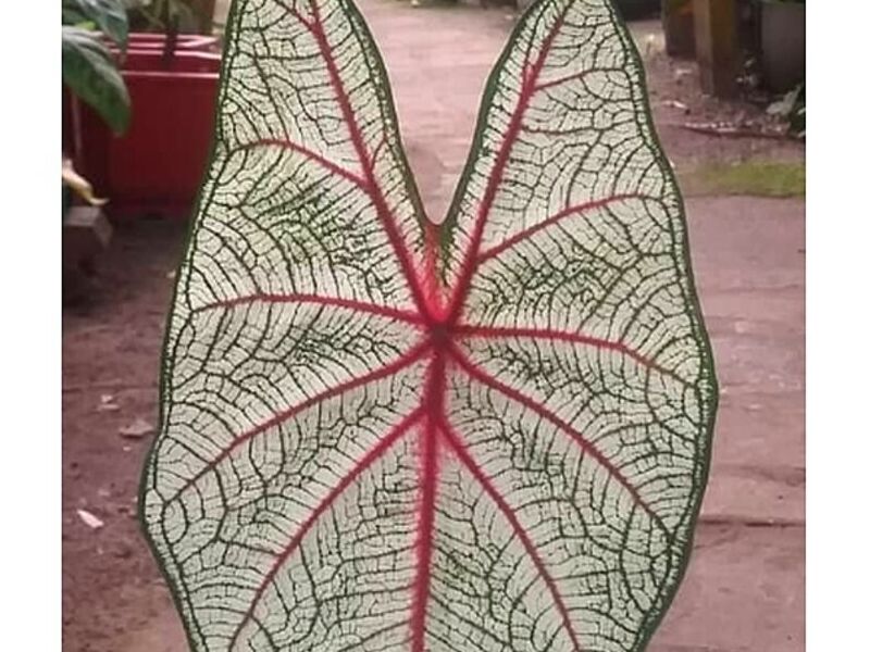 Plantas Caladium Perú