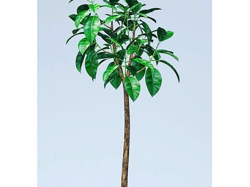 Plantas Caucho Perú