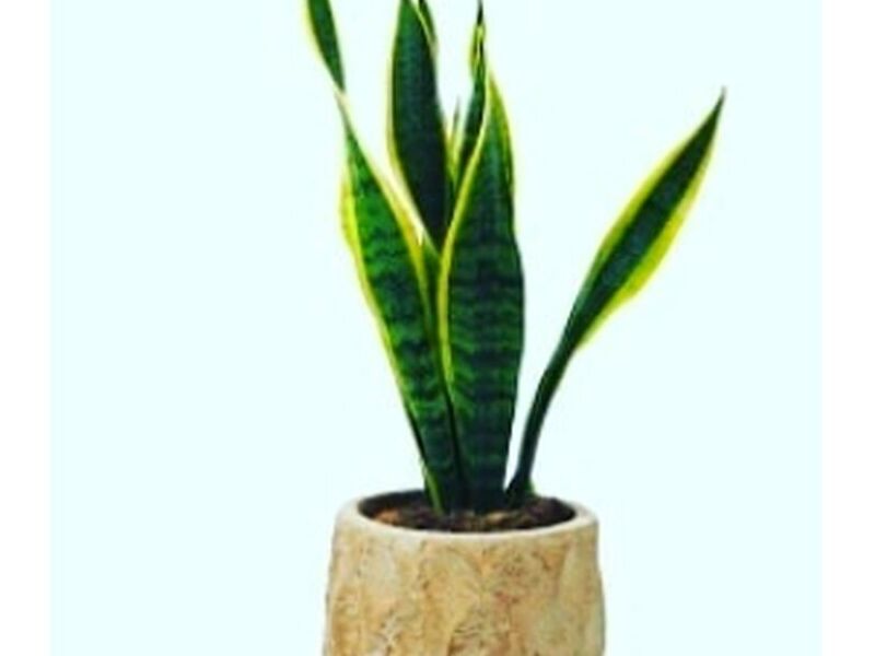 Plantas Espada Perú