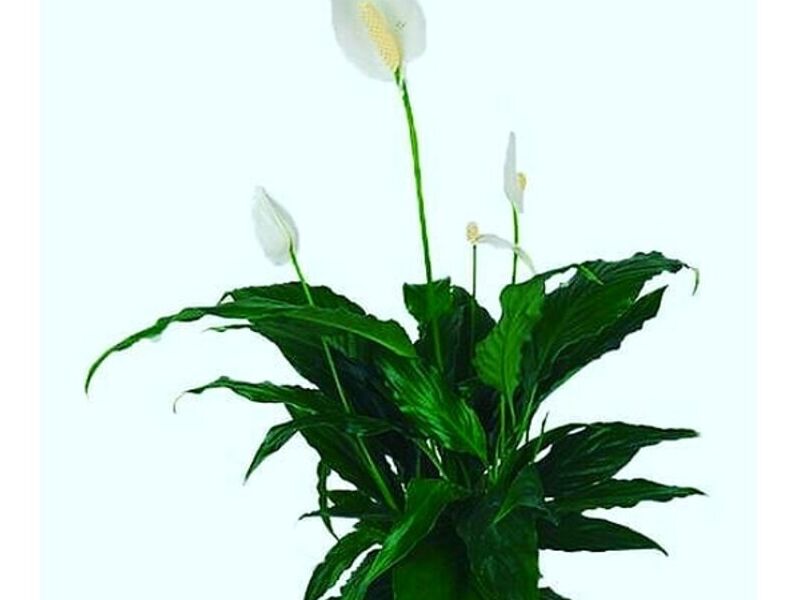 Plantas Espatifilio Perú