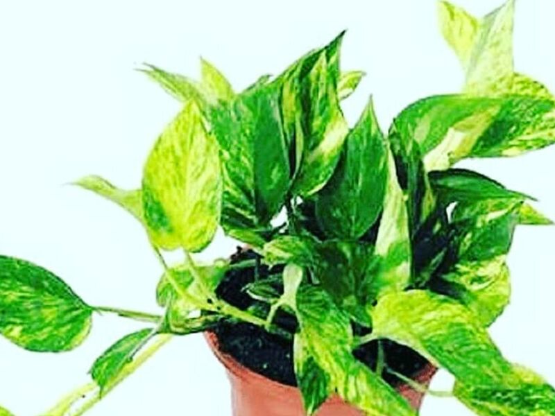 Plantas Potus Perú