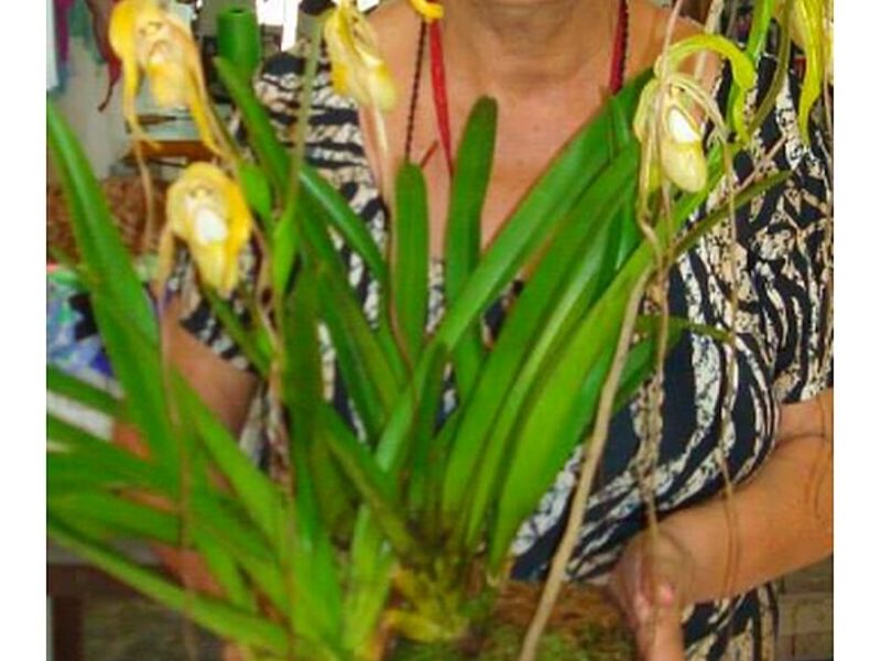 Plantas Orquidea Caudatum Perú