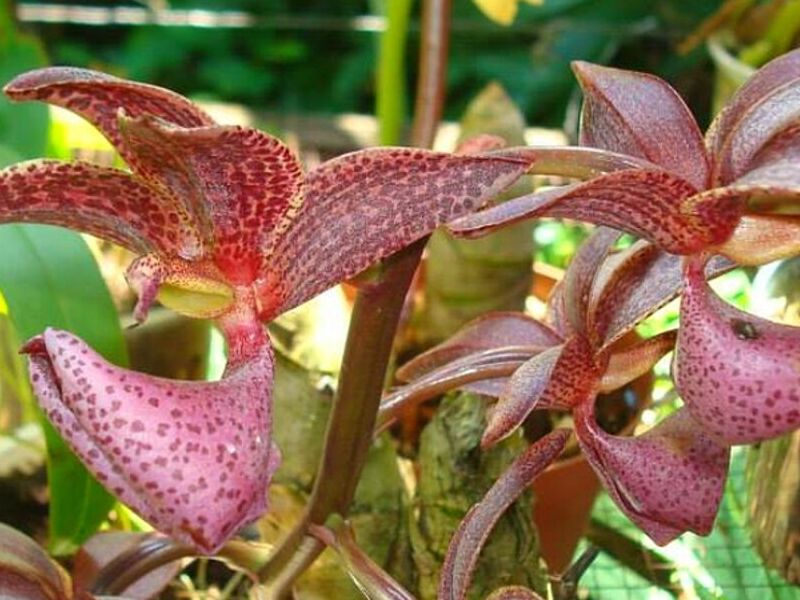 Plantas Mormodes Perú