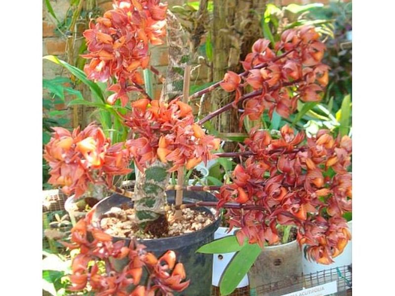 Plantas Orquideas Mormodes Perú