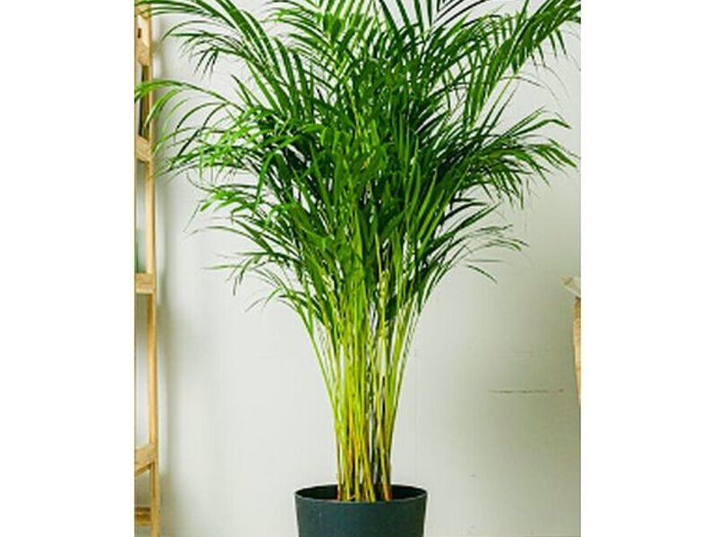 Planta Ornamental Areca Perú