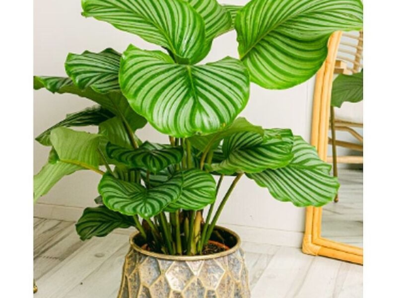 Planta Calathea Perú