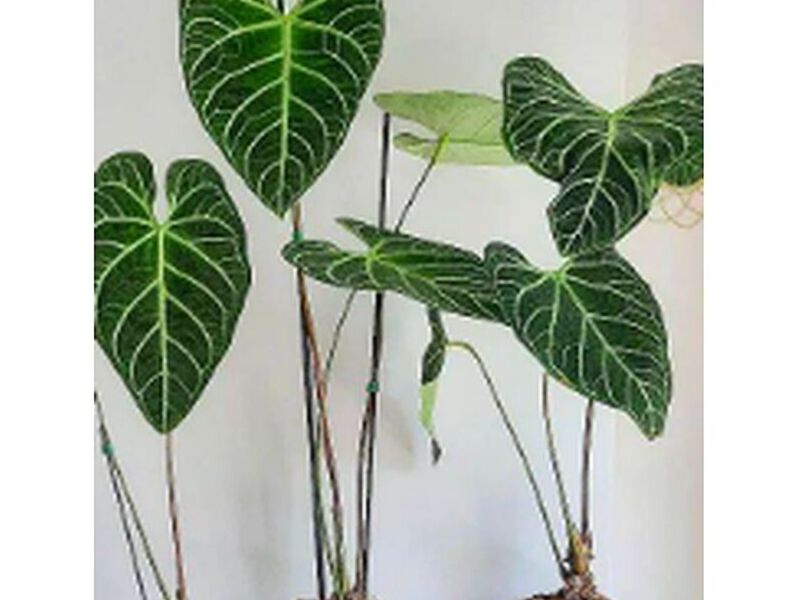 Planta Ornamental Anthurium Perú