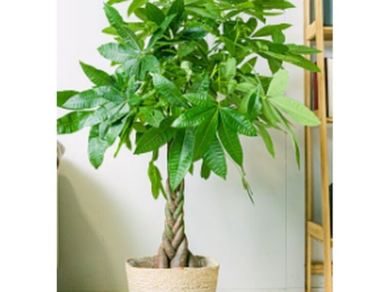 Planta Ornamental Pachira Perú